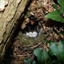 Attēlu rezultāti vaicājumam “Troglodytes troglodytes nest”