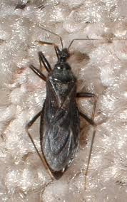 Attēlu rezultāti vaicājumam “Reduvius personatus”