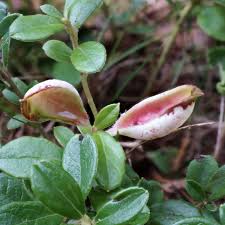 Attēlu rezultāti vaicājumam “Exobasidiales”