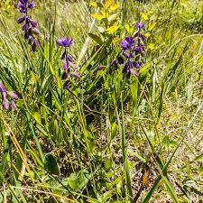 Attēlu rezultāti vaicājumam “Polygala comosa”