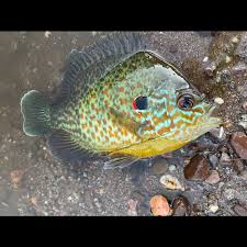 Image result for Lepomis gibbosus