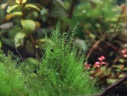 Attēlu rezultāti vaicājumam “Amblystegium serpens macro”