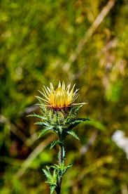 Attēlu rezultāti vaicājumam “Carlina biebersteinii leaf”