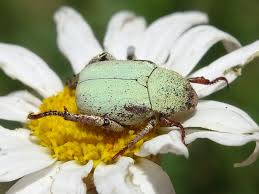Attēlu rezultāti vaicājumam “Hoplia parvula imago”