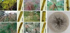 Attēlu rezultāti vaicājumam “Dianema nivale spores”