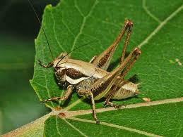 Attēlu rezultāti vaicājumam “Tettigoniodea”