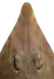 Image result for Acroteriobatus annulatus