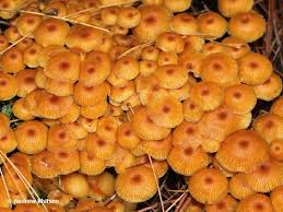 Attēlu rezultāti vaicājumam “Xeromphalina campanella”