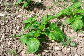 Attēlu rezultāti vaicājumam “Solanum tuberosum leaf”