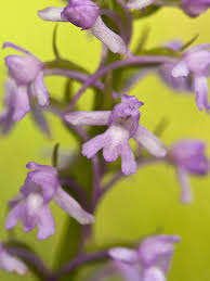 Attēlu rezultāti vaicājumam “Gymnadenia conopsea fruit”