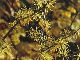 Attēlu rezultāti vaicājumam “Hamamelis virginiana flower”