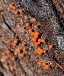 Attēlu rezultāti vaicājumam “Hemitrichia sordivesiculosa macro”