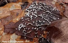 Attēlu rezultāti vaicājumam “Physarum bivalve”