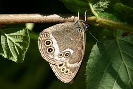 Attēlu rezultāti vaicājumam “Lopinga achine upperside”