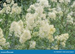 Attēlu rezultāti vaicājumam “Thalictrum lucidum”