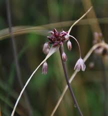 Attēlu rezultāti vaicājumam “Allium oleraceum flower”