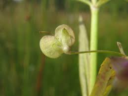 Attēlu rezultāti vaicājumam “Veronica scutellata fruit”