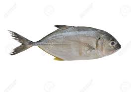 Image result for Caranx ignobilis