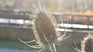 Attēlu rezultāti vaicājumam “Dipsacus fullonum”