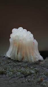 Attēlu rezultāti vaicājumam “Stemonitis lignicola macro”