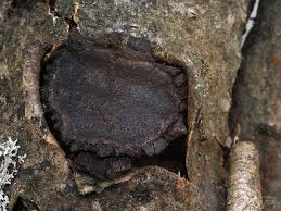 Attēlu rezultāti vaicājumam “Biscogniauxia repanda”