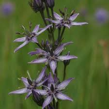 Attēlu rezultāti vaicājumam “Swertia perennis leaf”