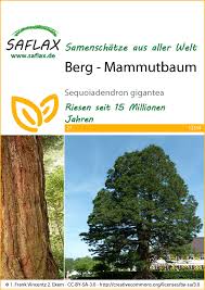 Image result for Mammutbaum