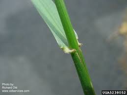 Attēlu rezultāti vaicājumam “Festuca pratensis”