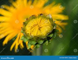 Attēlu rezultāti vaicājumam “Inula britannica bud”