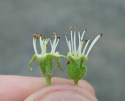 Attēlu rezultāti vaicājumam “Crataegus chrysocarpa”
