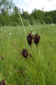 Attēlu rezultāti vaicājumam “Schoenus ferrugineus fruit”
