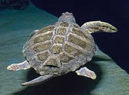 Image result for Caretta caretta
