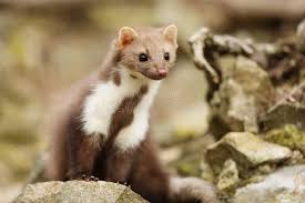 Attēlu rezultāti vaicājumam “Martes foina”