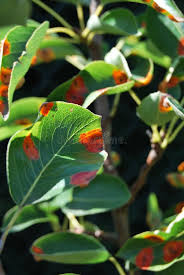 Attēlu rezultāti vaicājumam “Gymnosporangium sabinae”