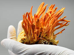 Attēlu rezultāti vaicājumam “Cordyceps”