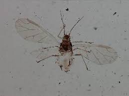 Attēlu rezultāti vaicājumam “Aphis confusa”