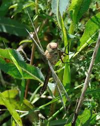Attēlu rezultāti vaicājumam “Anax parthenope”