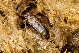 Attēlu rezultāti vaicājumam “Ontholestes murinus”