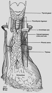 Image result for Thymus