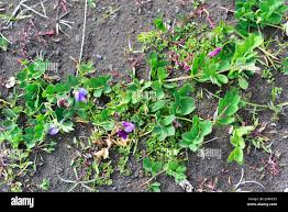 Attēlu rezultāti vaicājumam “Lathyrus japonicus subsp. maritimus flower”