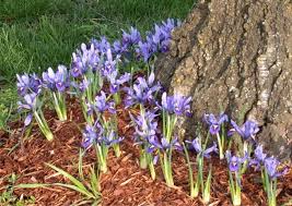 Attēlu rezultāti vaicājumam “Iris reticulata flower”