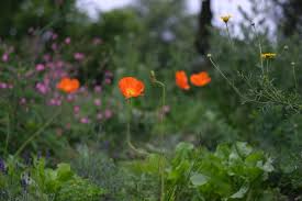 Image result for Papaver nudicaule