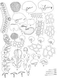 Attēlu rezultāti vaicājumam “Frullania tamarisci”