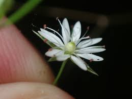 Attēlu rezultāti vaicājumam “Stellaria longifolia leaf”