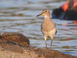 Image result for Calidris melanotos