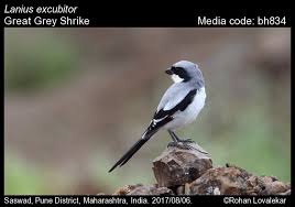 Attēlu rezultāti vaicājumam “Lanius excubitor”