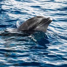 Image result for Durley Dolphin Diver