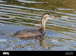 Attēlu rezultāti vaicājumam “Podiceps cristatus juvenile”