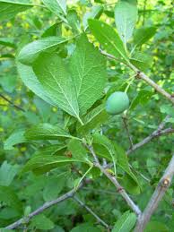 Attēlu rezultāti vaicājumam “Prunus domestica subsp. insitita fruit”