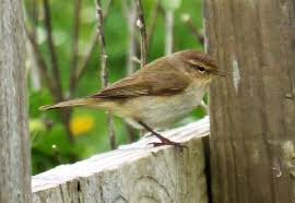Attēlu rezultāti vaicājumam “Phylloscopus collybita adult”